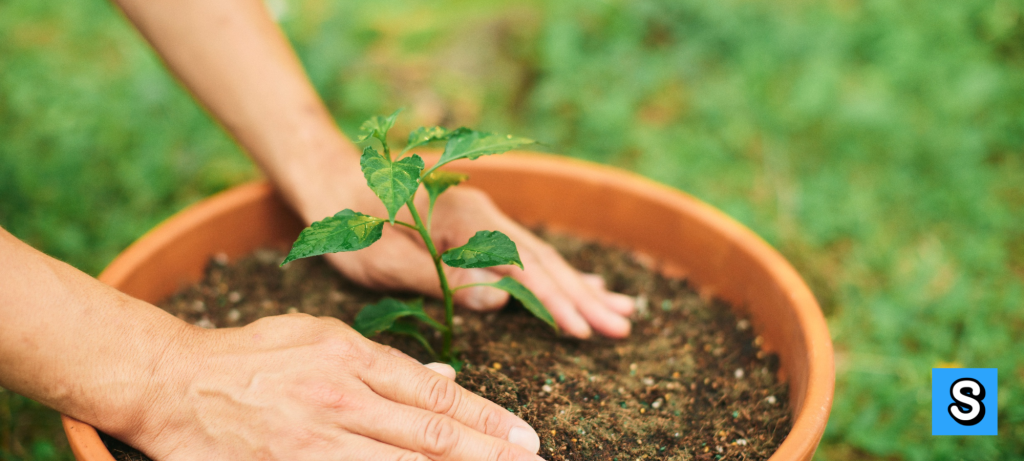 gardening-for-beginners
